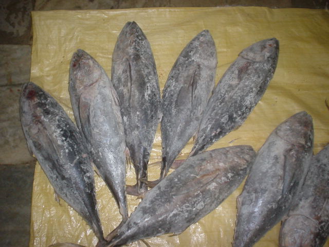  Fresh Yellow Fin Tuna