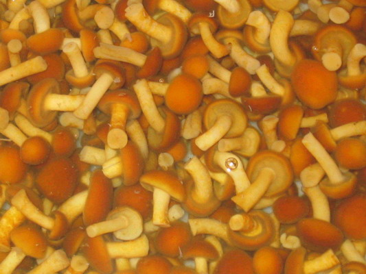 Nameko brined Ein Pilz (Nameko brined Ein Pilz)