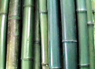Bambusstange (Bambusstange)