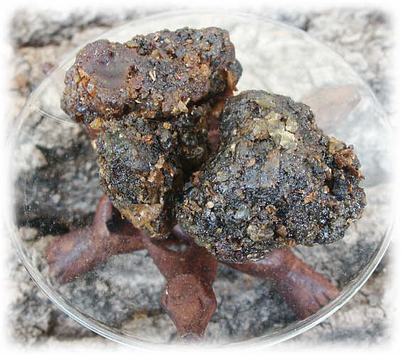  Commiphora Mukul Dry Extract (Commiphora Mukul Trockemasse)