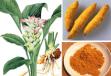  Curcuma Longa - Turmeric Powder