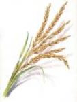 Aromatic Rice (Ароматические Райс)
