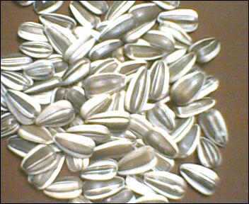  Sunflower Seeds (Graines de tournesol)