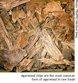  Agarwood ( Agarwood)