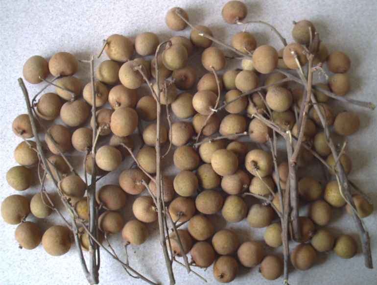  Asian Longan (Азиатский Лонган)