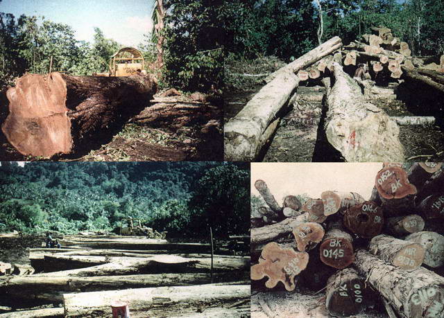  South Pacific Region Tropical Timber