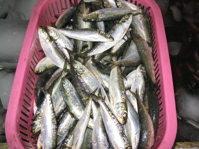  Frozen Sardine Fish (Poisson surgelé Sardine)