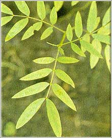  Senna Leaves & Pods ( Senna Leaves & Pods)