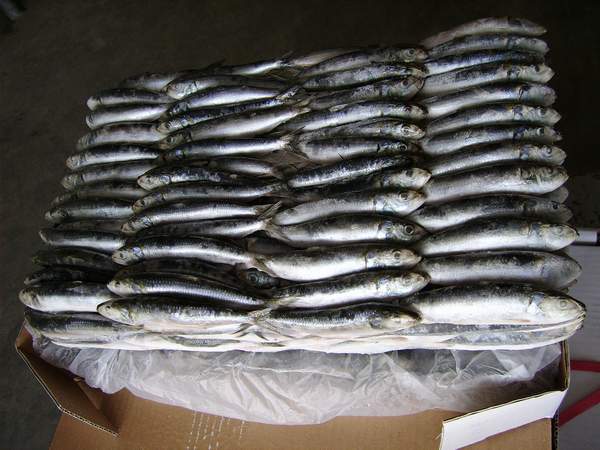  Sardine (Sardinella Longiceps) (Сардины (Сардинелла Longiceps))