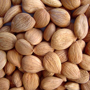  Chinese Apricot Kernels (Chinesisch Aprikosenkerne)