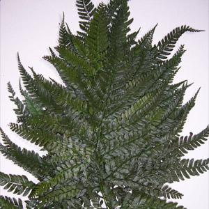  Preserved Leatherleaf Fern (Conserves de Fougère de cuir)