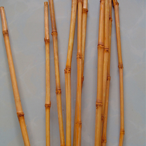 Babala Cane (Babala Cane)