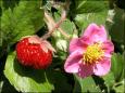  Strawberry Plant (Клубника)