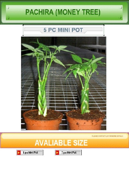  Super Mini 5pc Braided Plant (Сверхминиатюрная 5pc Плетеный завода)