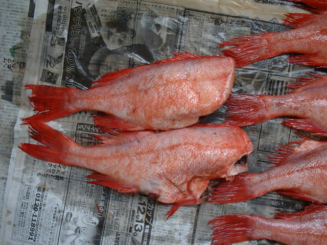  Atlantic Ocean Perch (Atlantischer Ozean Barsch)