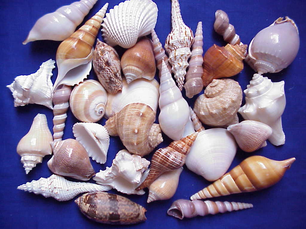  Indian Sea Shell (Индийского океана Shell)