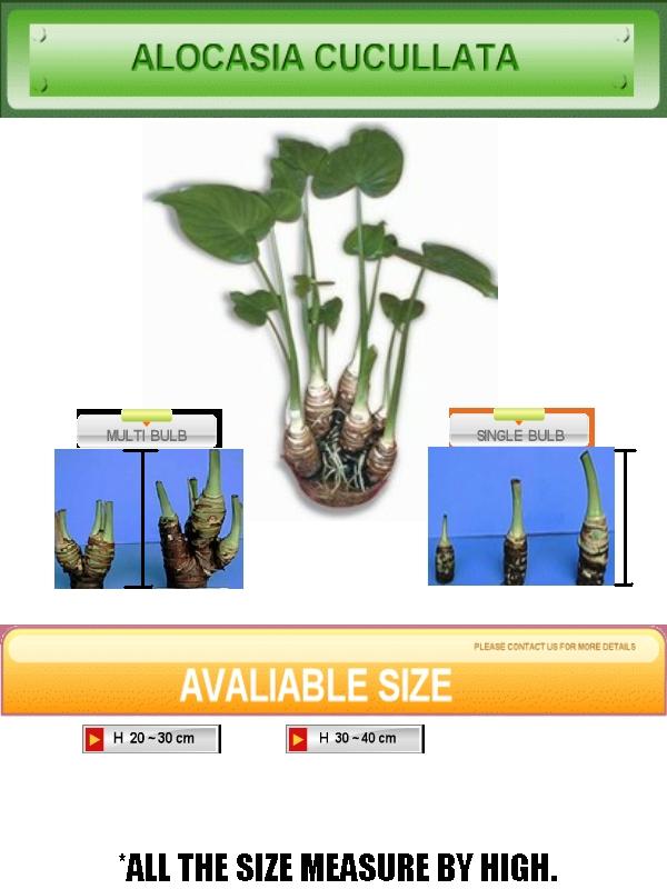  Alocasia Cucullata (Buddha Hand) Plant (Alocasia Cucullata (Будды Hand) завода)