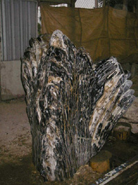  Petrified Wood (Bois pétrifié)