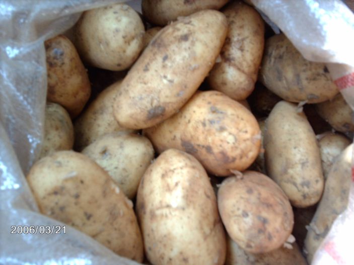  Early Potatoes