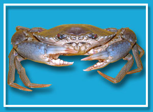  Live Green Mud Crab (Live Green Mud Crab)