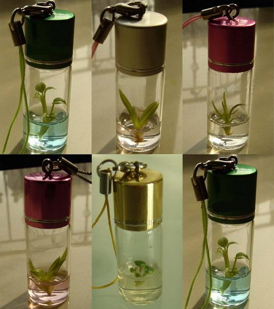  Pet Tree 2 (Mini Plant, Pet Plant) As Mobile Phone Strap Or Key Chain (Pet Tree 2 (Mini-Plant, Pet Plant) Wie Mobile Phone Strap oder Key Chain)