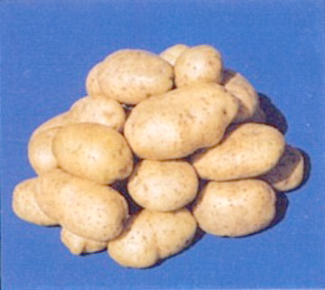 Frische Kartoffeln (Frische Kartoffeln)