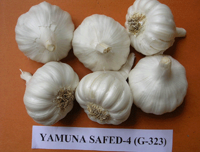  Garlic (5cm-6.5cm) (Ail (5cm-6.5cm))