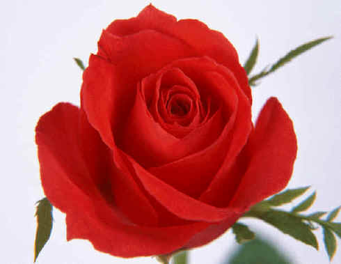  Fresh Cut Flower -- Rose (Свежесрезанные цветок - роза)