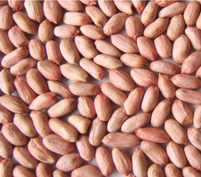  Peanut Kernels (Arachides décortiquées)