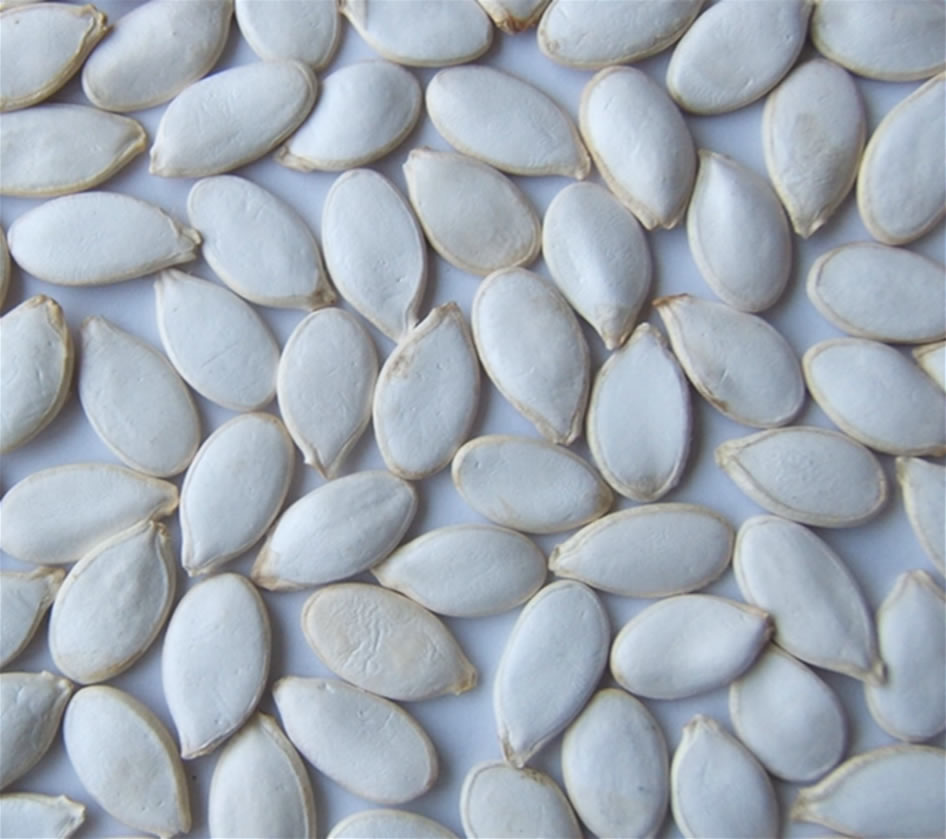  Pumpkin Seeds (Graines de citrouille)