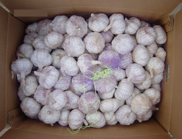  Fresh Garlic Crop 2006 (Свежий чеснок урожая 2006)