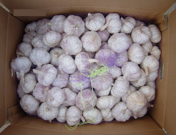  Fresh Garlic Crop 2006 (L`ail frais récolte de 2006)