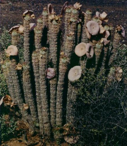  Hoodia Gordonii Cactus Extract