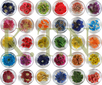  Nail Art - Dried Real Flowers (Nail Art - Real Getrocknete Blumen)