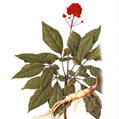  Ginseng P. E. (Ginseng P. E.)