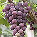  Grape Seed Extract (Экстракта виноградных косточек)