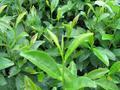  Green Tea Extract (Grüntee-Extrakt)
