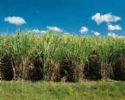  White Refined Cane Sugar (White Rohrzucker raffiniert)