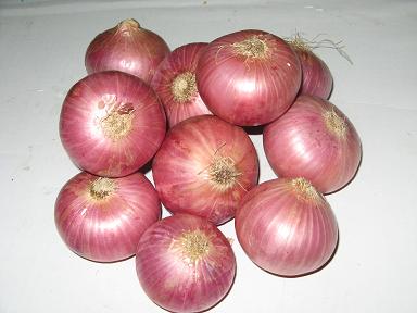  Onion ( Onion)