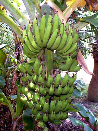   Cavendish Banana (Кавендиш Банана)
