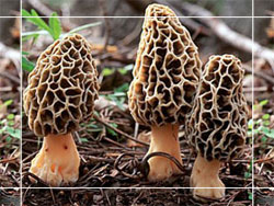  Morels (Morchella Conica) (Morilles (Morchella conica))