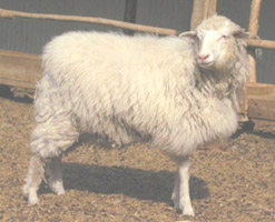  Lamb Of Six Months (Lamm von sechs Monaten)