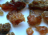 Gum Guggul (Gum Guggul)