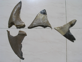  Dried Shark`s Fins (Сушеные акулы ласты)