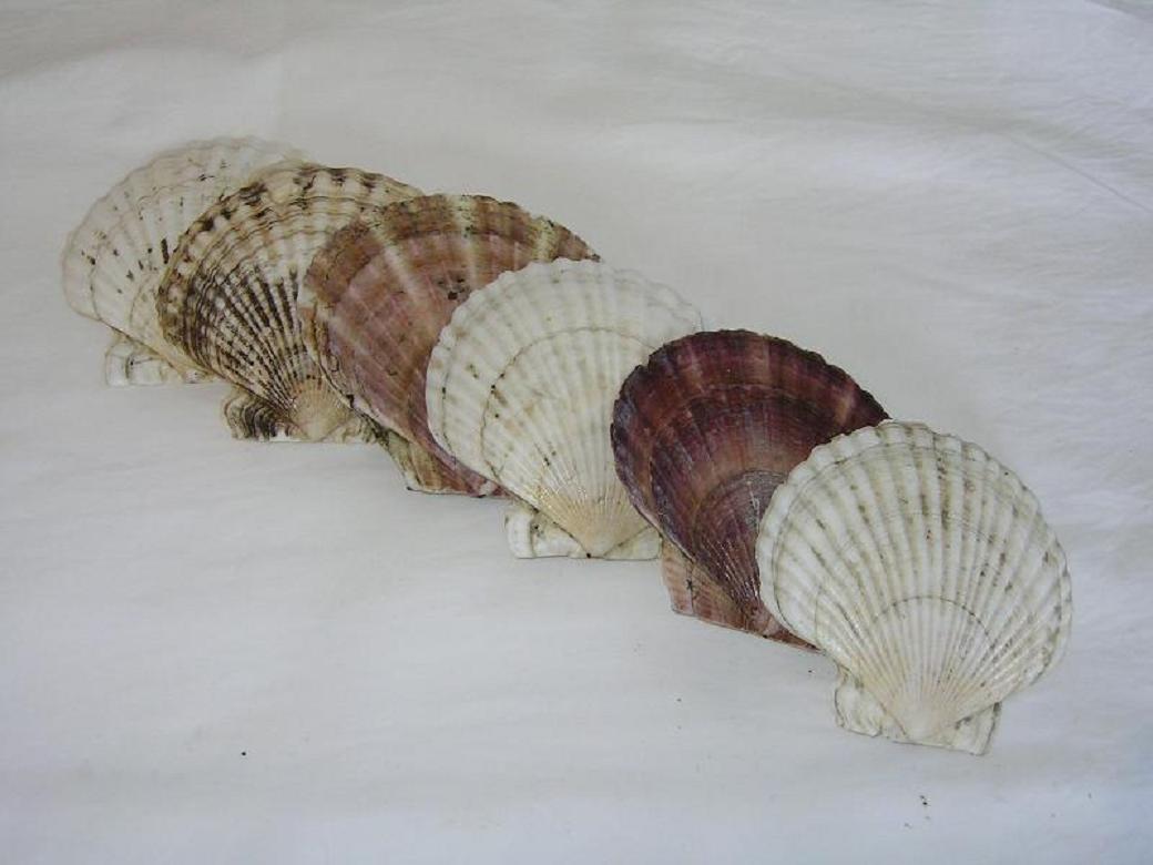  Scallop Shell ( Scallop Shell)