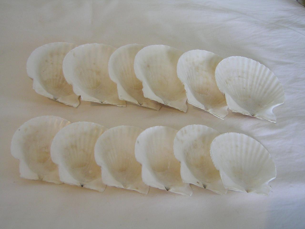  Shaped Scallop Shell