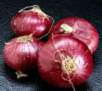  Onion (Oignon)