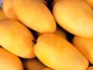  Pakistani Mangoes (Pakistanais Mangues)