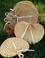  Palm Leaf Fan, Palapa Thatch Raincape, Lauhala Mat (Пальмовый лист, вентилятор, Палапа Thatch Raincape, Lauhala Матем)