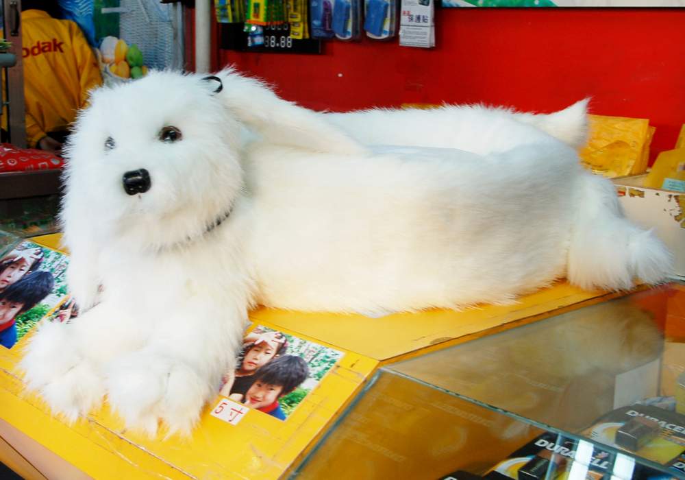  Pet Bed